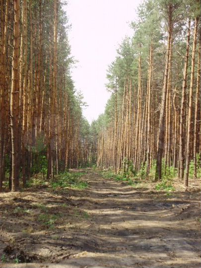 Участок 1,16 га (ИЖС)