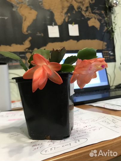 Декабрист (кактус шлюмбергера)