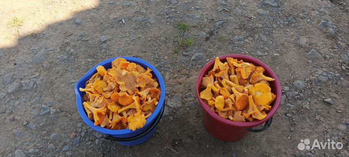 Грибы Лисички