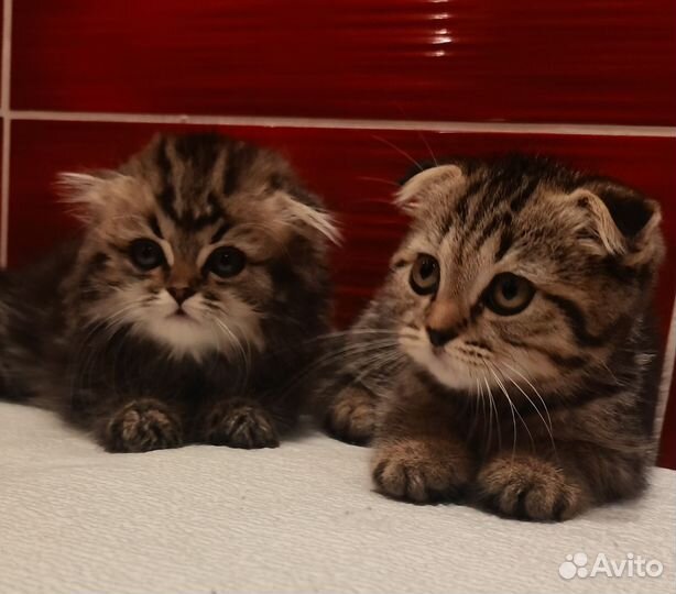 Вислоухие тигрята