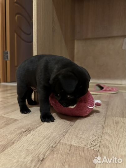 Французский бульдог щенок