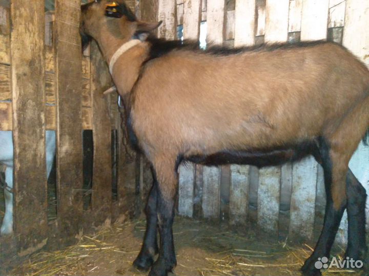 Продам чп альпийского козла и его деток