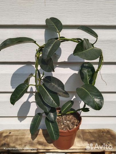 Стефанотис