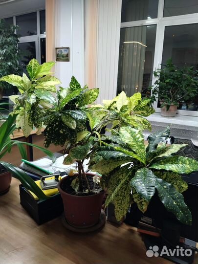 Кодиум кротон