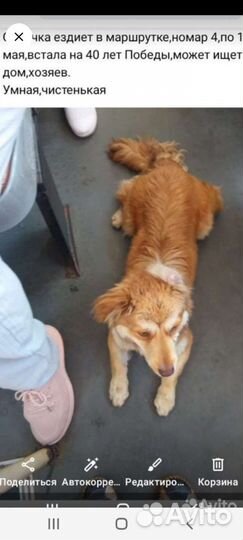 Чья потеряшка