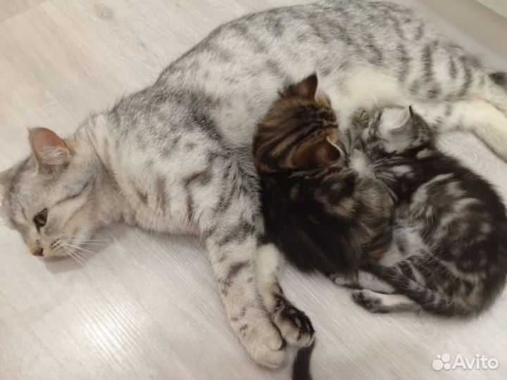 Котята в добрые руки бесплатно