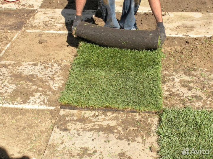 Газон рулонный с гарантией