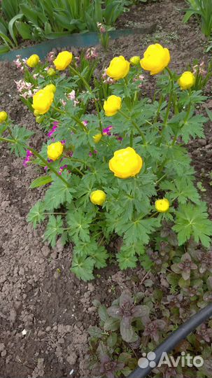 Цветы многолетники