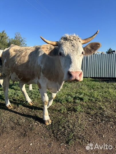 Корова стельная дойная