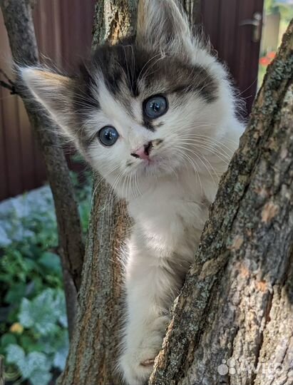 Котята. Девочка