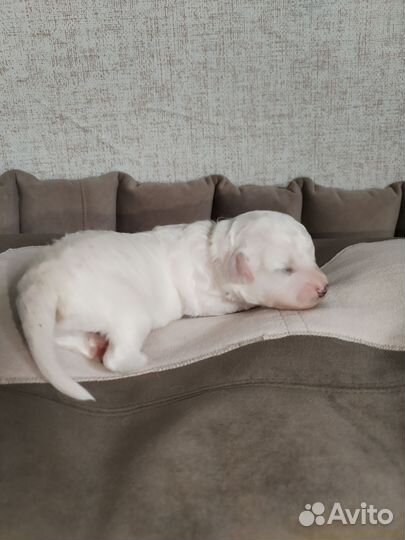 Бишонодетки