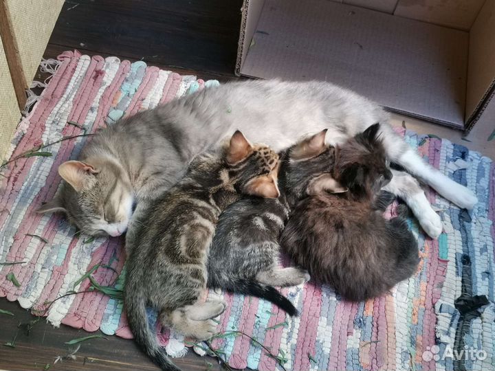 Котята в добрые руки