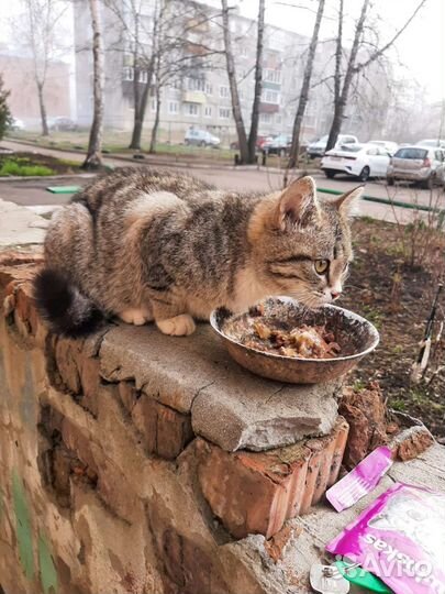 Кошечка в добрые руки