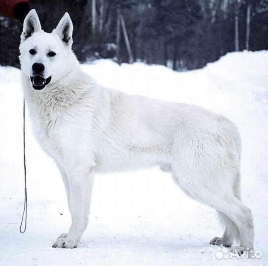 Кобель Белой Швейцарской Овчарки для вязки