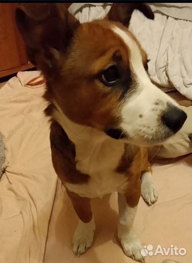 Отдам в добрые руки