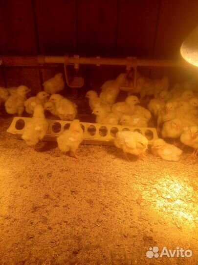 Цыплята бройлеры кобб 500 Чехия, вылуп 21.07.24