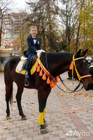 Аренда лошади