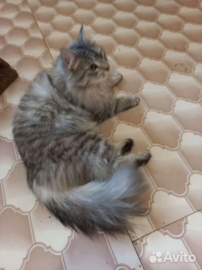 Пушистая игрунья