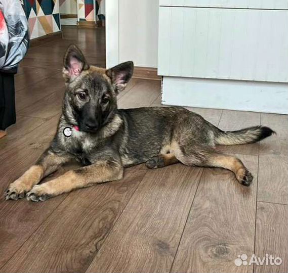 Щенки-метисы овчарки в дар