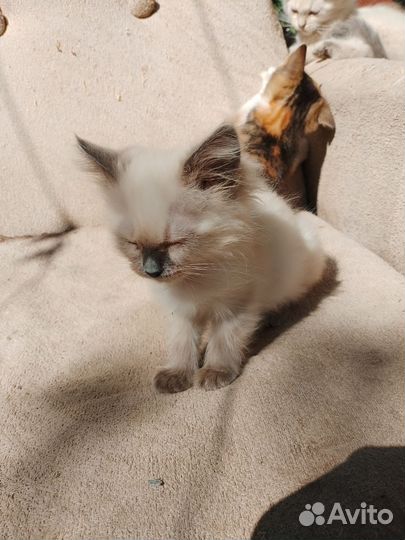 Котята в добрые руки бесплатно