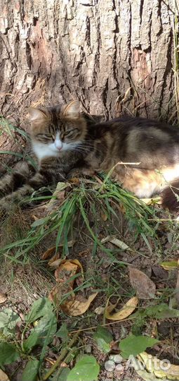 Трёхцветная кошечка