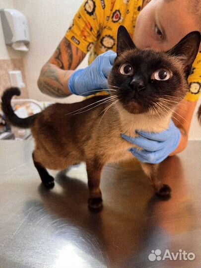 Тайская кошка