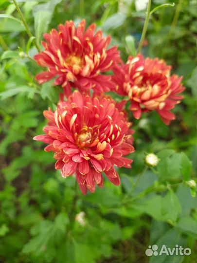 Хризантема корейская, сорт Ватра