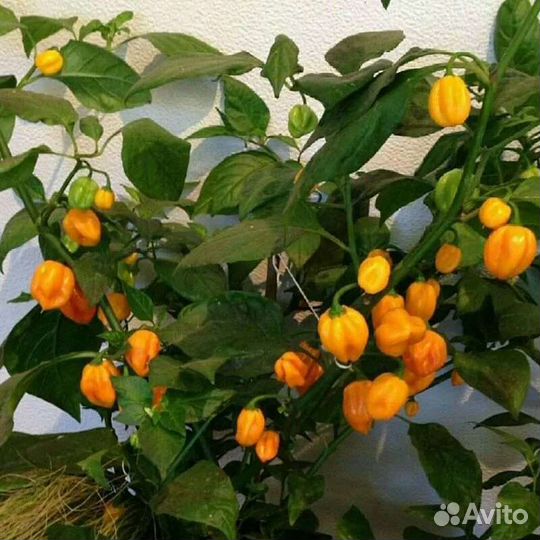 Острые комнатные перцы