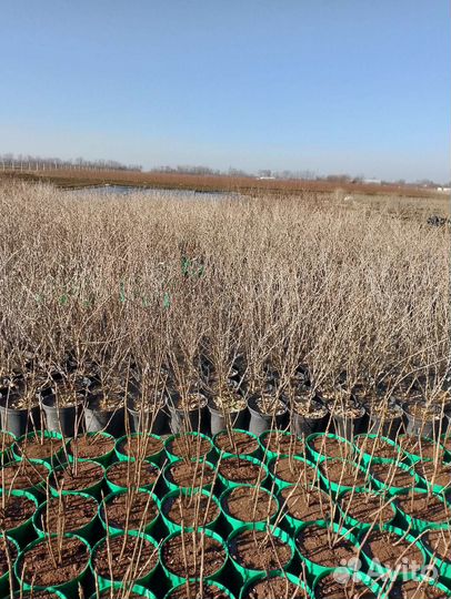 Продажа саженцев