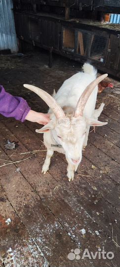 Зааненская коза