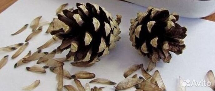 Семена / Ель обыкновенная