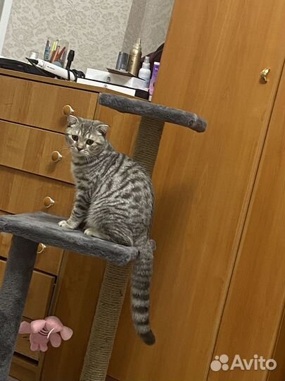Отдам кота в добрые руки
