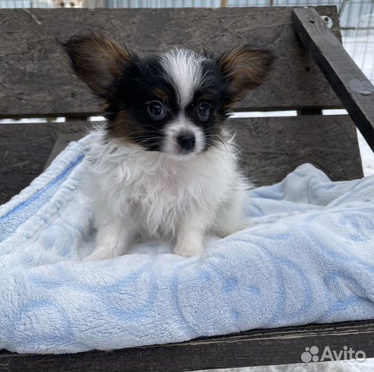 Континентальный той спаниель папийон