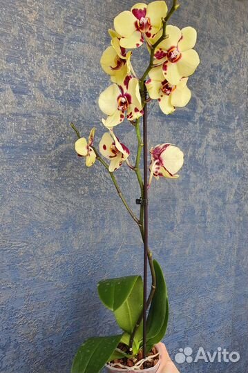 Орхидея фаленопсис сортовая отцвели