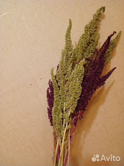 Камыш сетария ковыль сухоцветы флористика