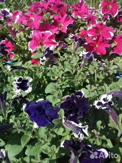 Рассада Петунии кустовой