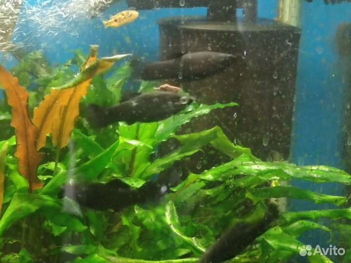 Аквариум