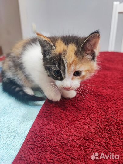 Котята мейн кун
