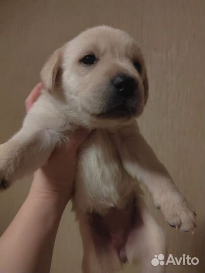 Продам щенков Лабрадора