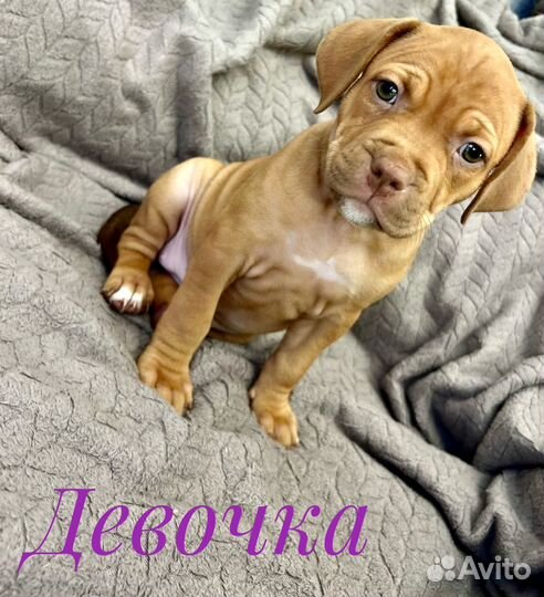 Щенки питбультерьера