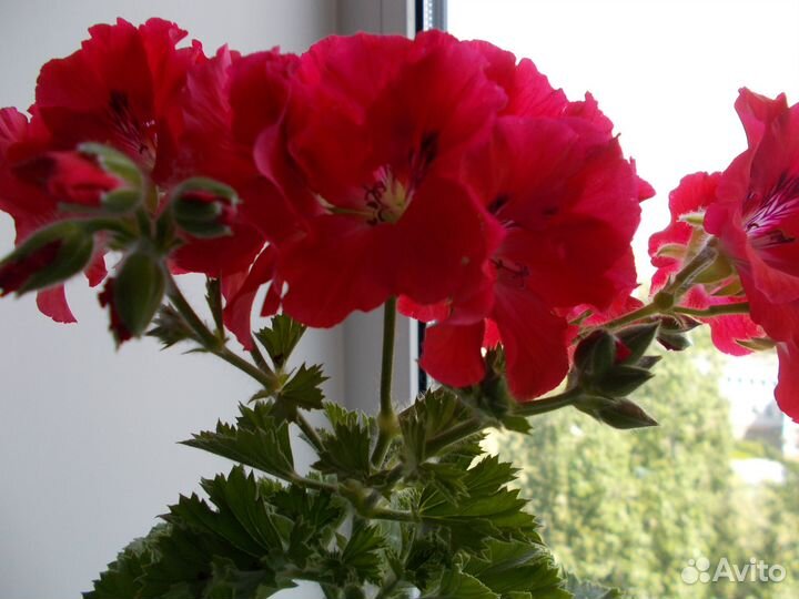 Королевская пеларгония,черенки на срез