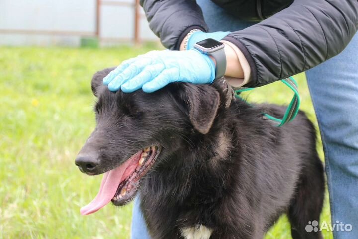 Пес в добрые руки