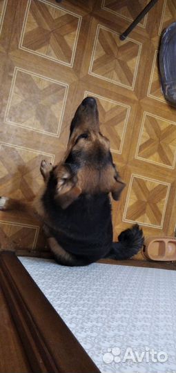 Собака в добрые руки отдам бесплатно