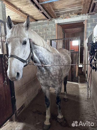 Жеребец орловский рысак на случку