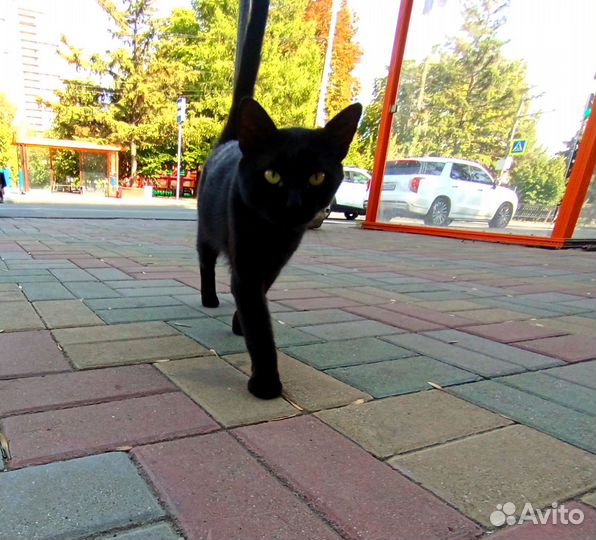 Найден кот