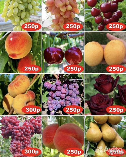 Саженцы из Крыма