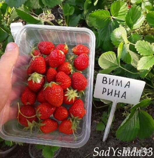 Саженцы клубники Вима Рина