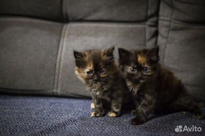 Отдам в добрые руки котят