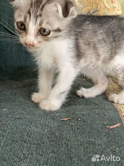 2сладких котенка