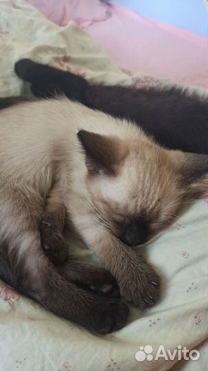 Котятки в добрые руки